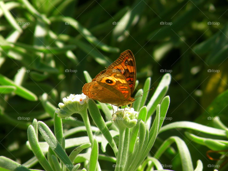 Butterfly snacking. Taken in the Grand Cayman Island