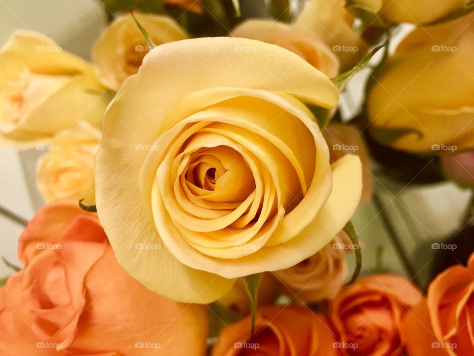 Love, Wedding, Rose, Flower, Bouquet