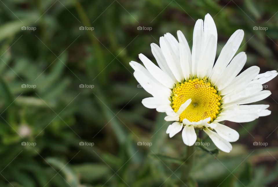 Close up of white petals and textured yellow stigma of a flower