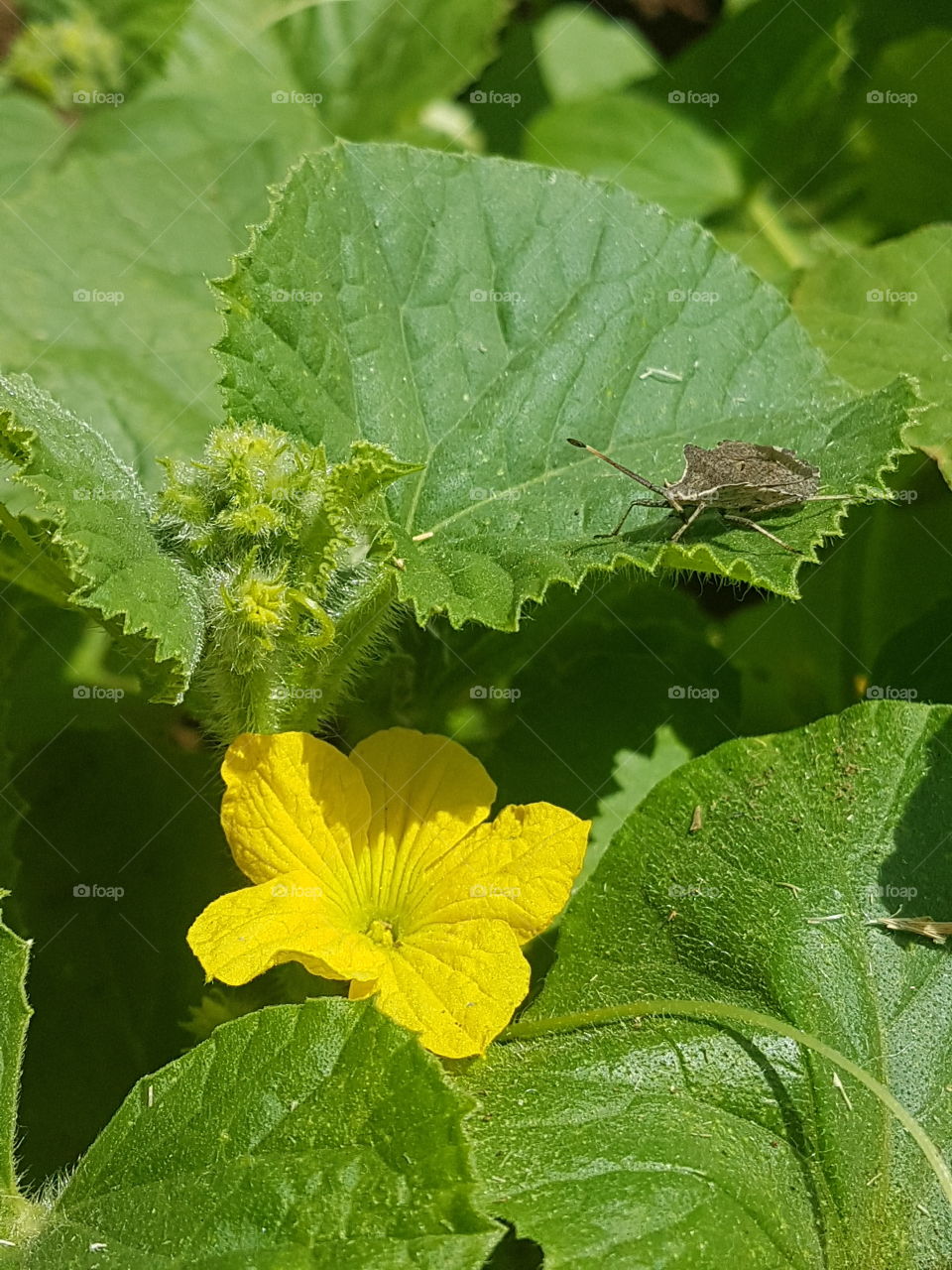 insecte with flower