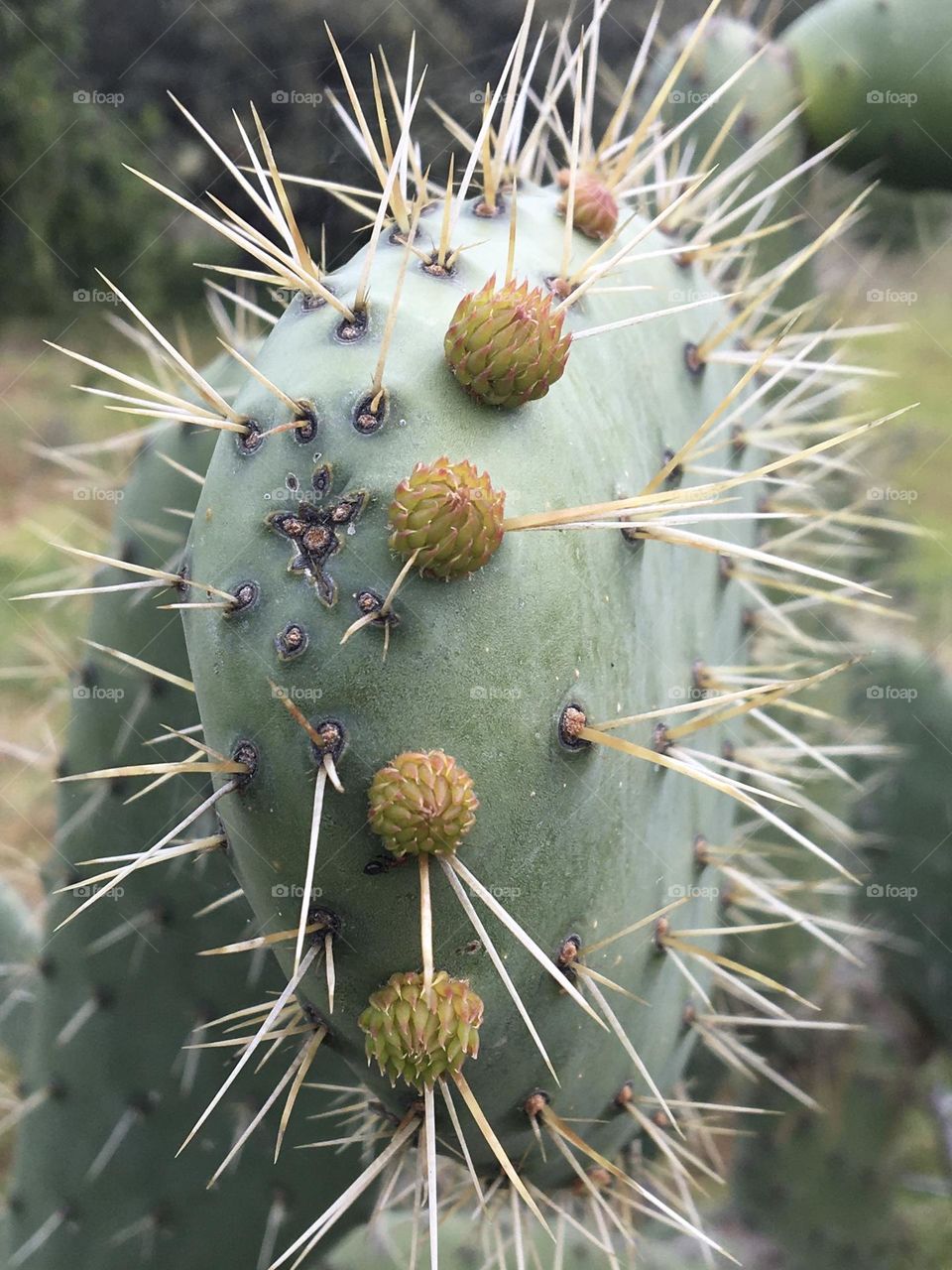 Cactus with thorns and flower buds
