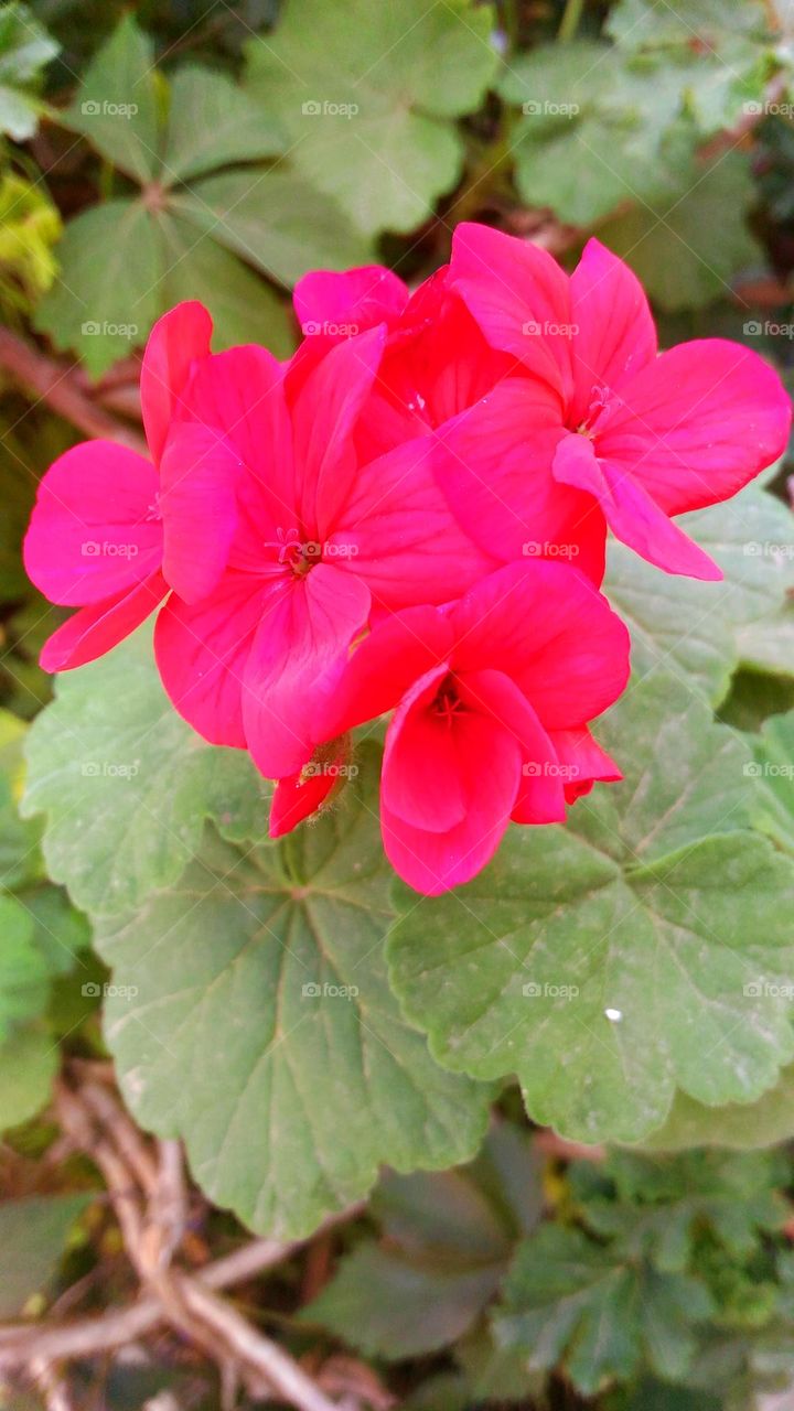 An October scarlet geranium on the Italian island of Ischia