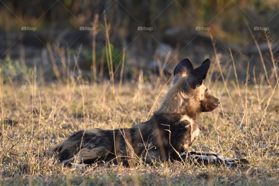 African Wild Dogs lying in the bush doing some sun bathing. The dog are playing and some are sleeping in the late afternoon sun before dark sets in.