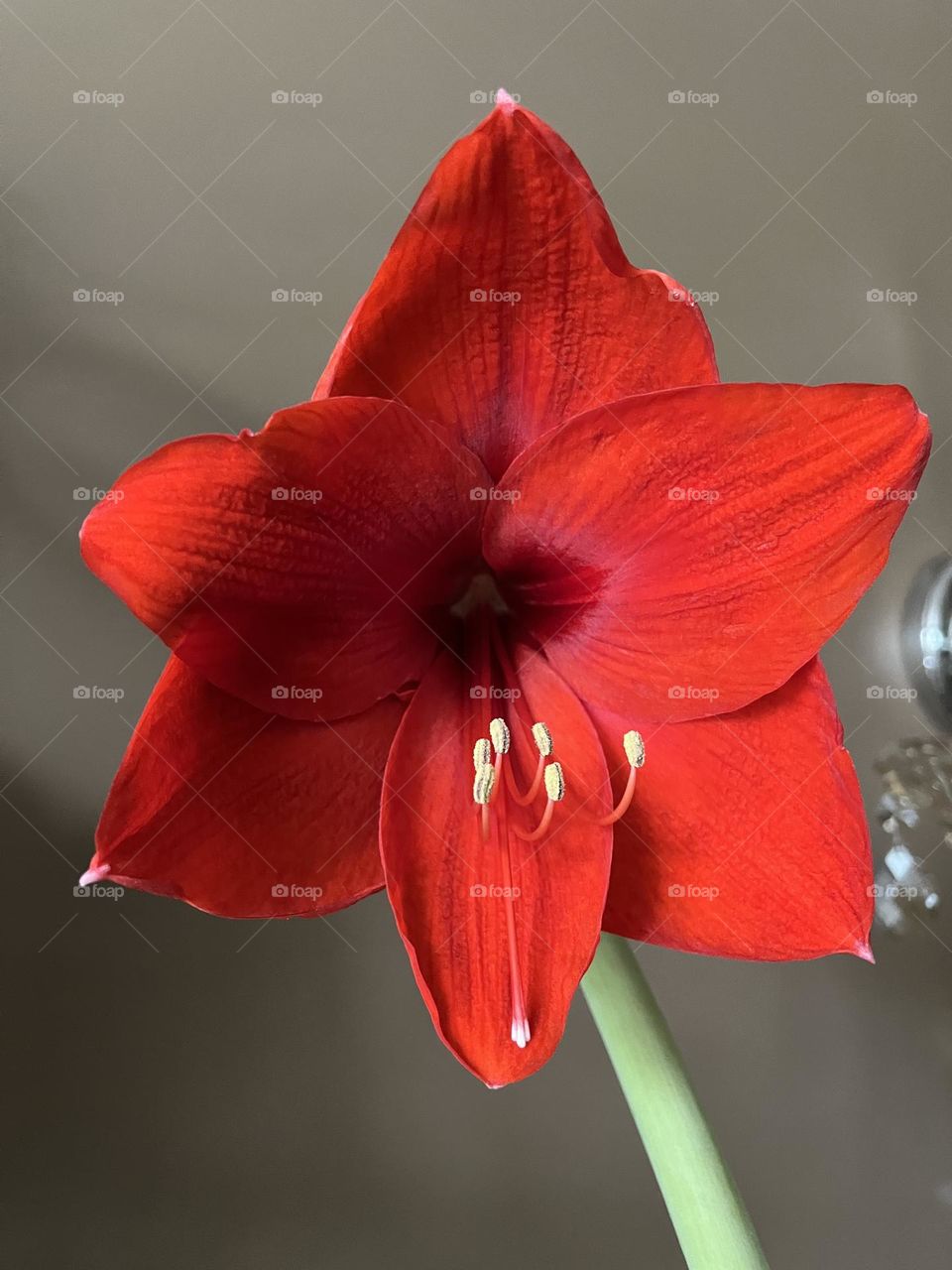 Beautiful Amaryllis