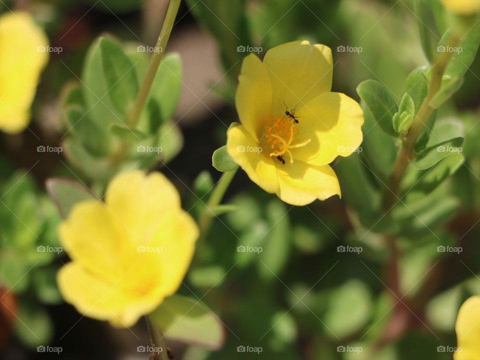 Portulacaceae