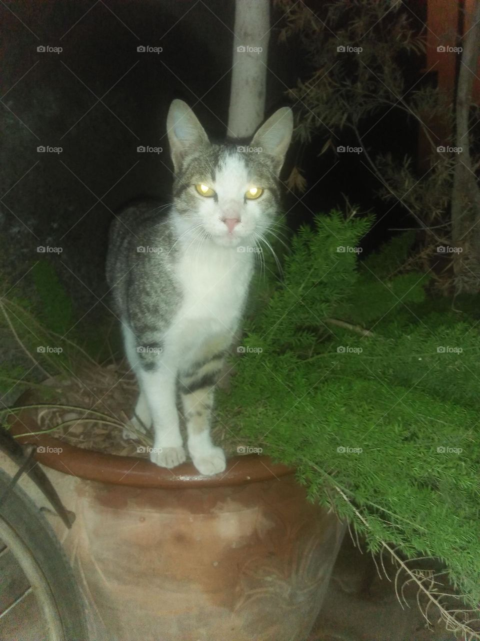 Beautiful cat looking at camera.