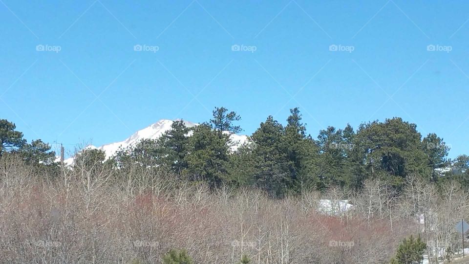 Trees, bushes, mountain & blue sky