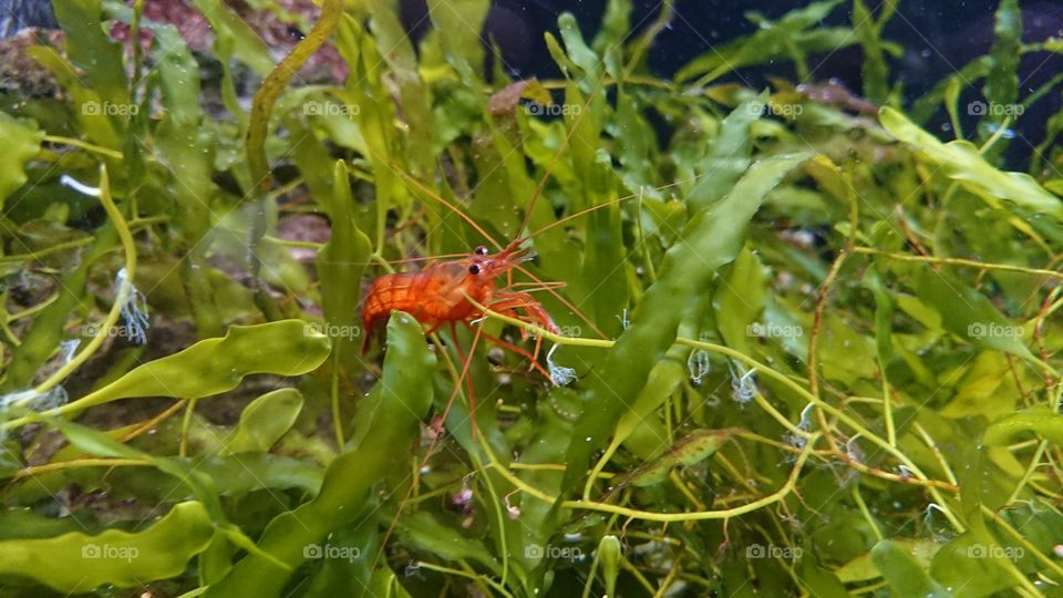 Red shrimp