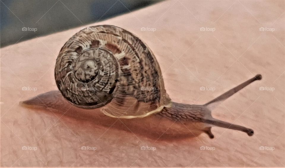 Snail