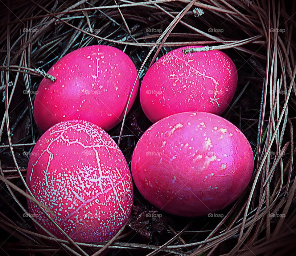 Bright pink textured eggs in a nest.