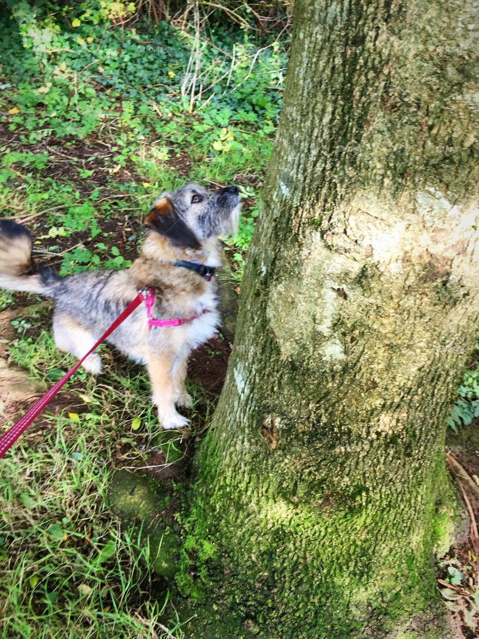 The adventures of Missy the Romanian Rescue Dog