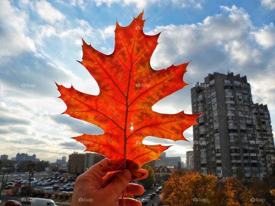 autumn oak leaf