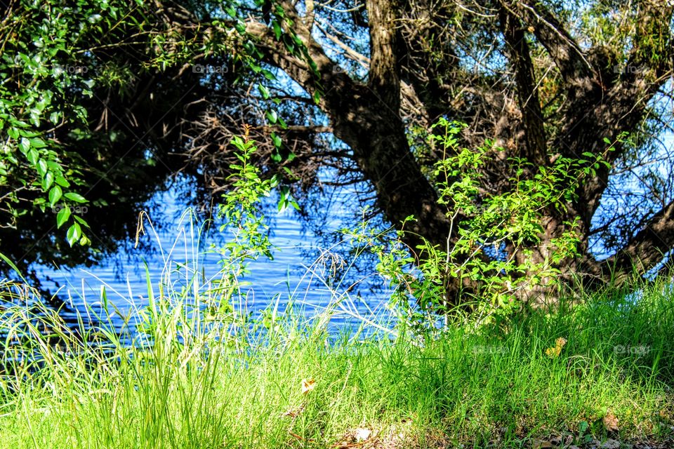 Nature, Wood, Water, Landscape, Grass