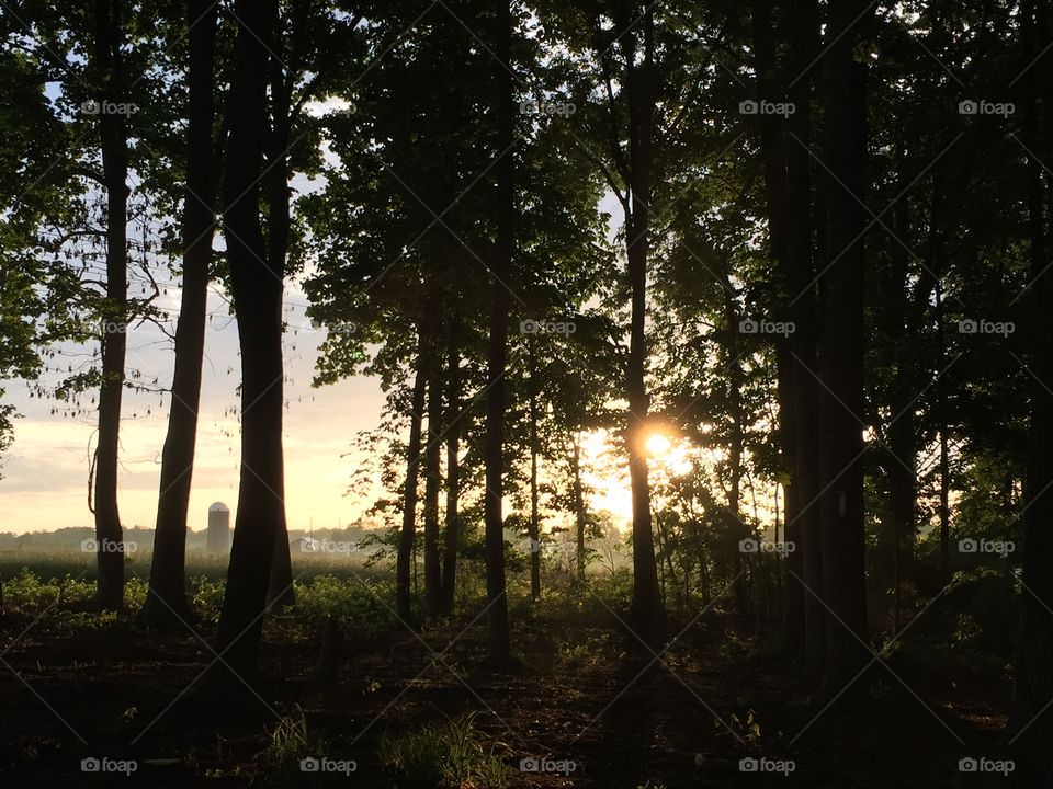 Tree, Landscape, Wood, Dawn, Fog