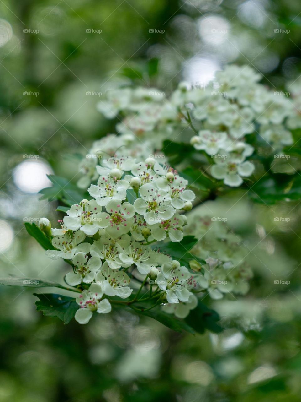 White flowers