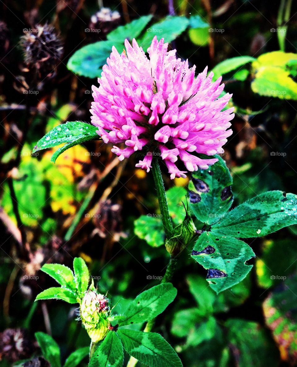 Close up of purple wild clover