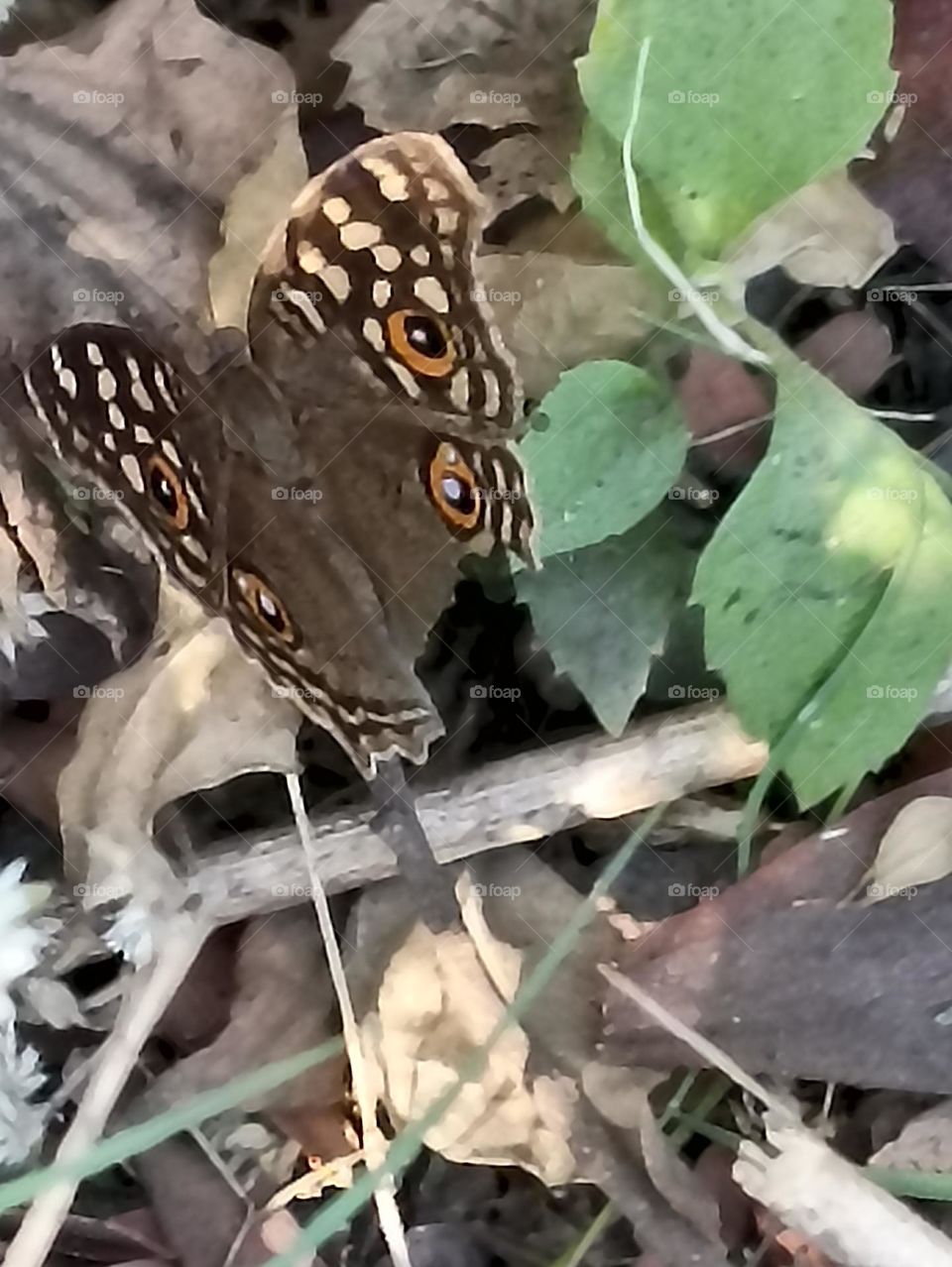 peacock eyes get hurt taking rest