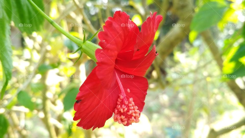 THE ULTIMATE RED FLOWER. JUST IT HAS STARTING TO OPENING ITS ALL THE PARTS. AT THAT TIME IT WAS SHARPLY CAPTURED. THE TRUE BEAUTY OF NATURE.