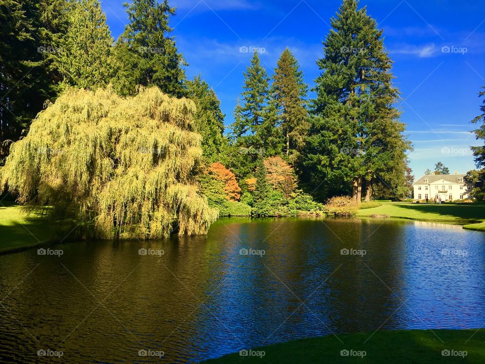 Autum Splendor at Bloedel Reserve 