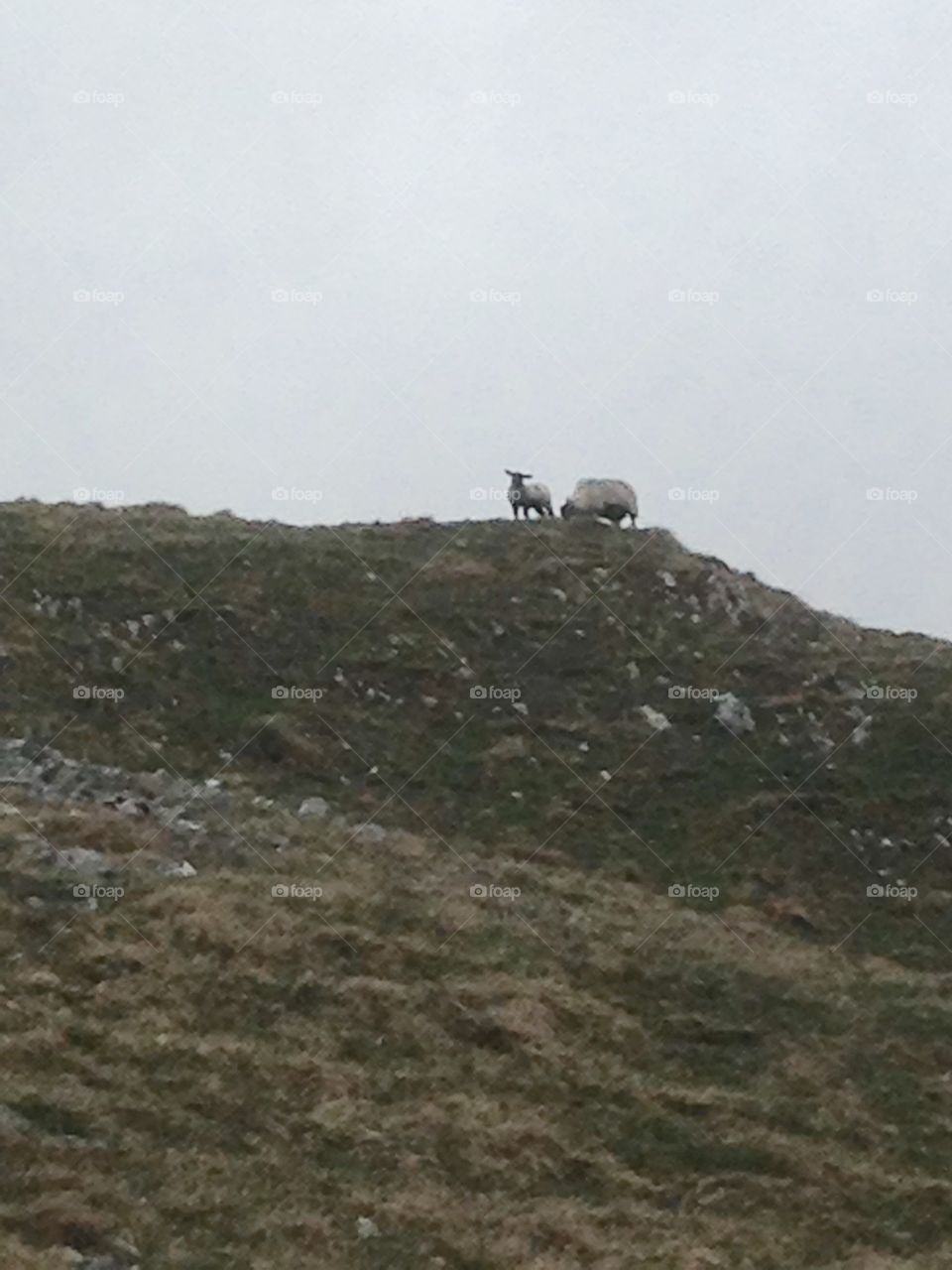 Sheep on top of the Moors