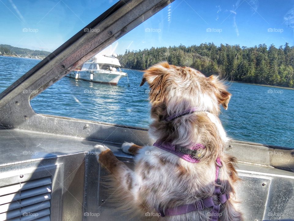 Australian Shepherd puppy looking out onto the water from a boat.