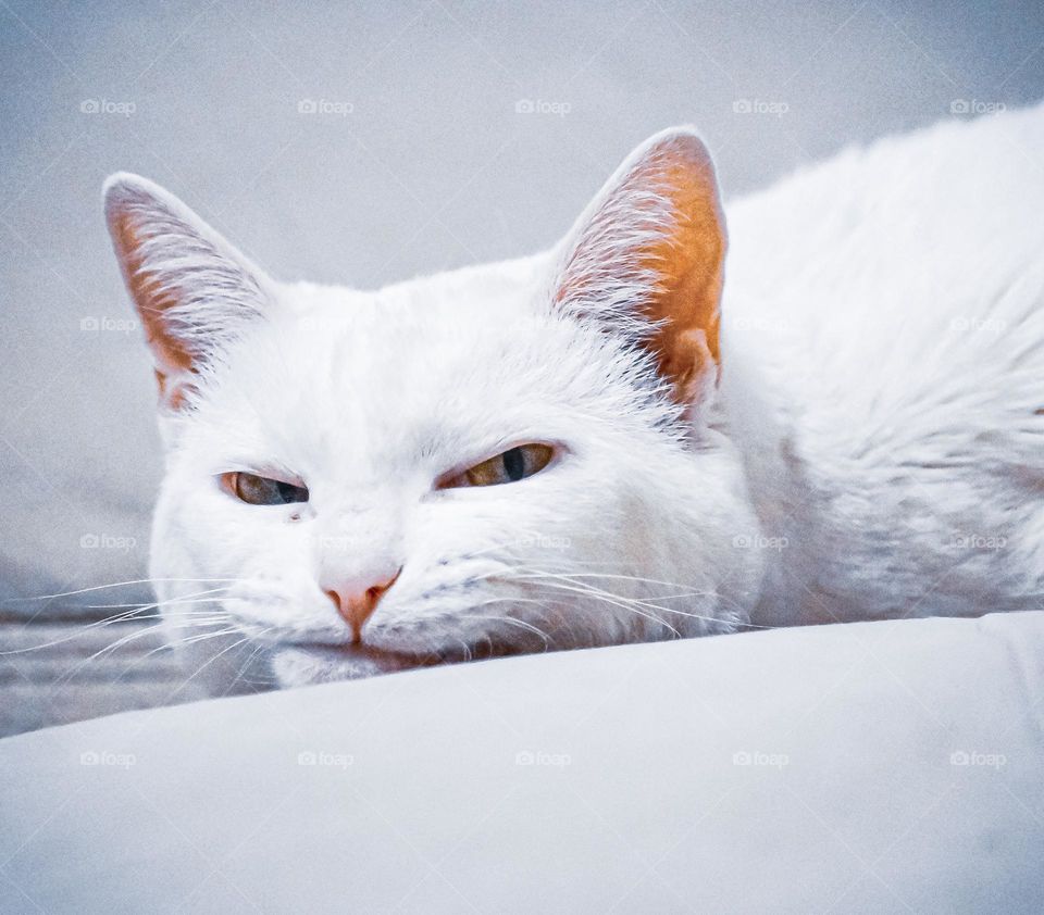 Angry cat looks around and thinks about another prank