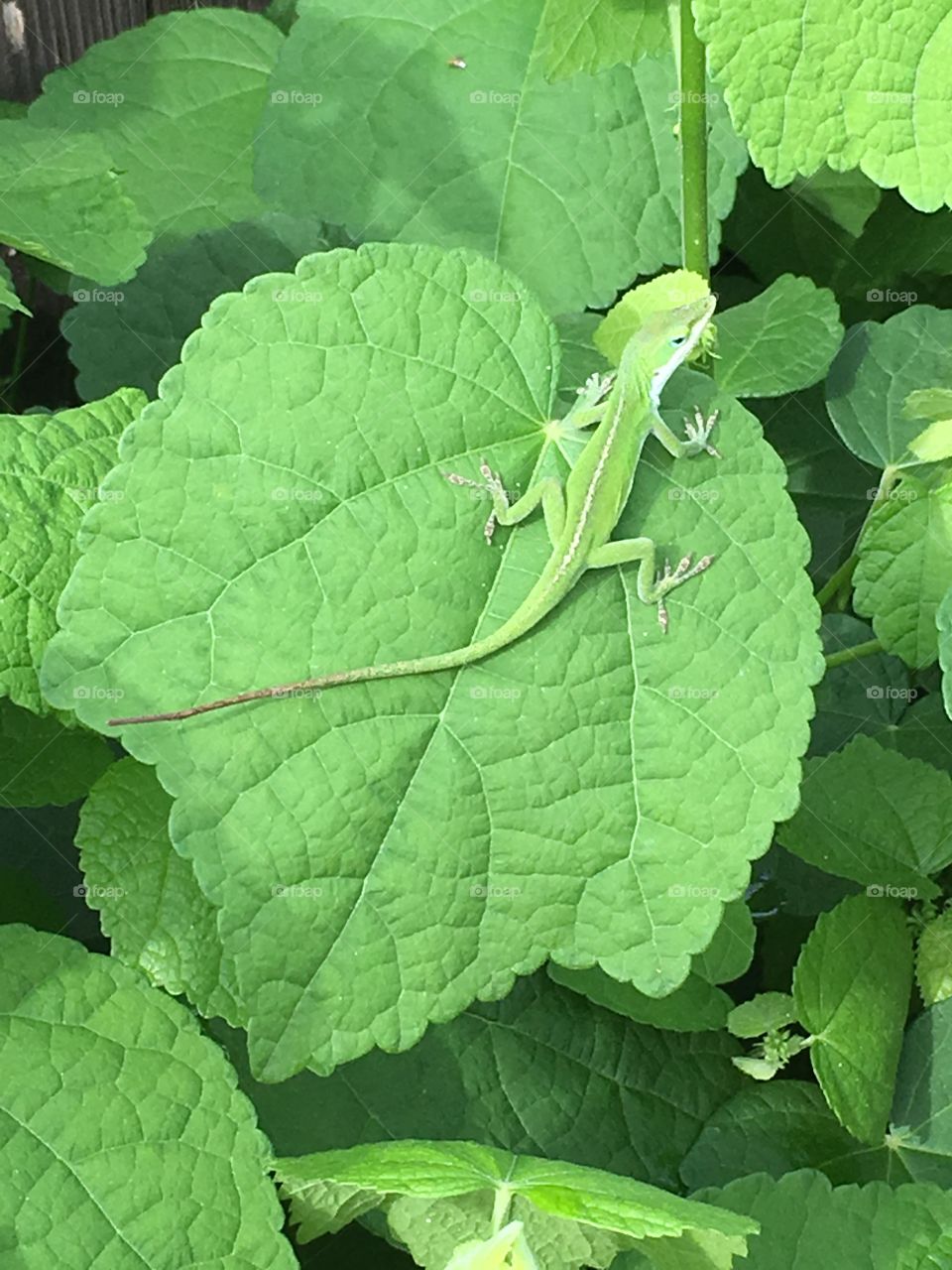 Anole on Green