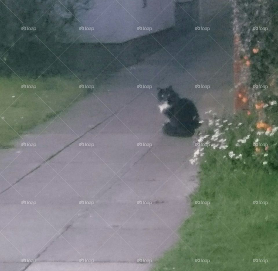 Nabiours cat across the road don't know what kind it is