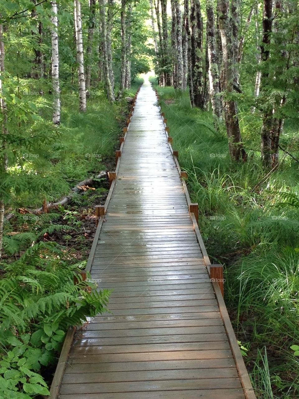 Boardwalk in rainy forest