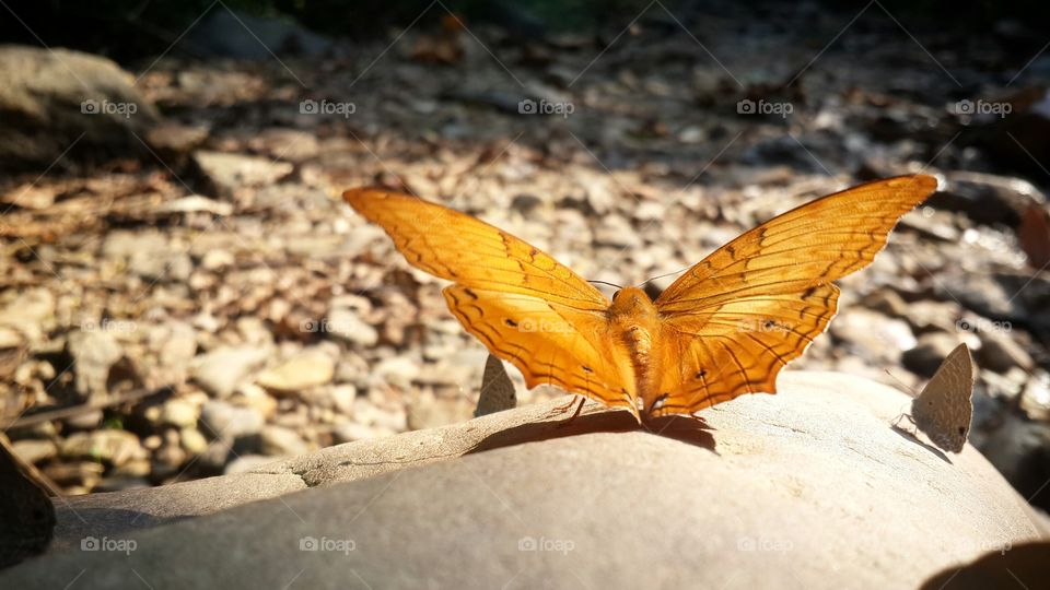 butterfly. Orange butterfly on the rock.