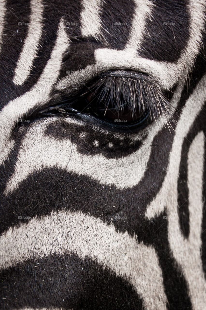 Zebra mascara