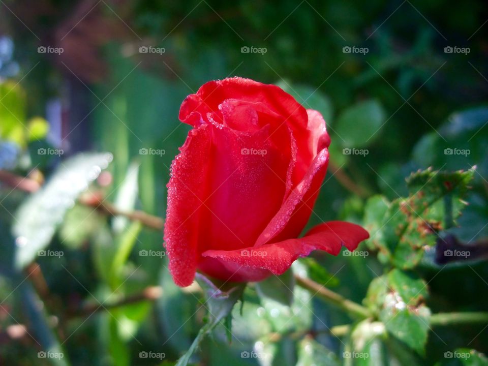 Rose bud
