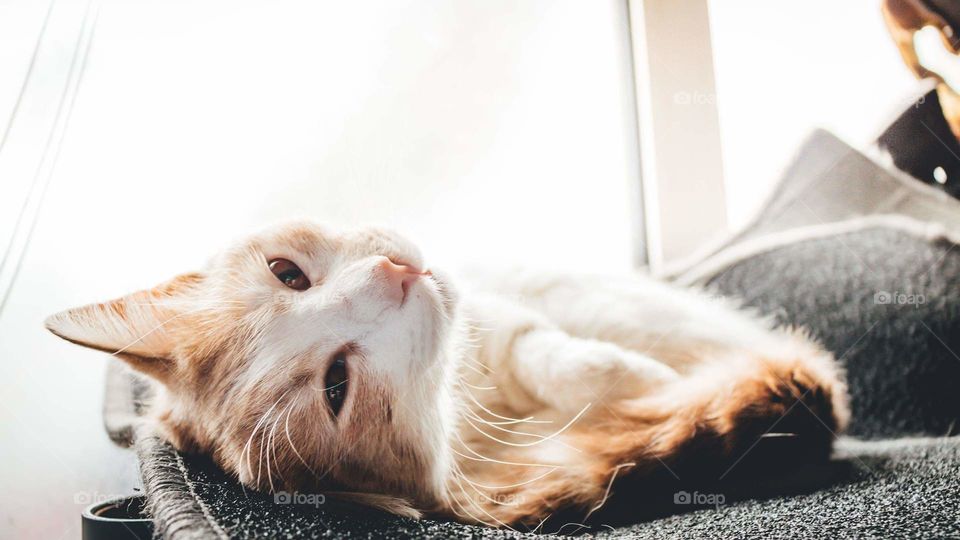 Marley resting in the warm sun.