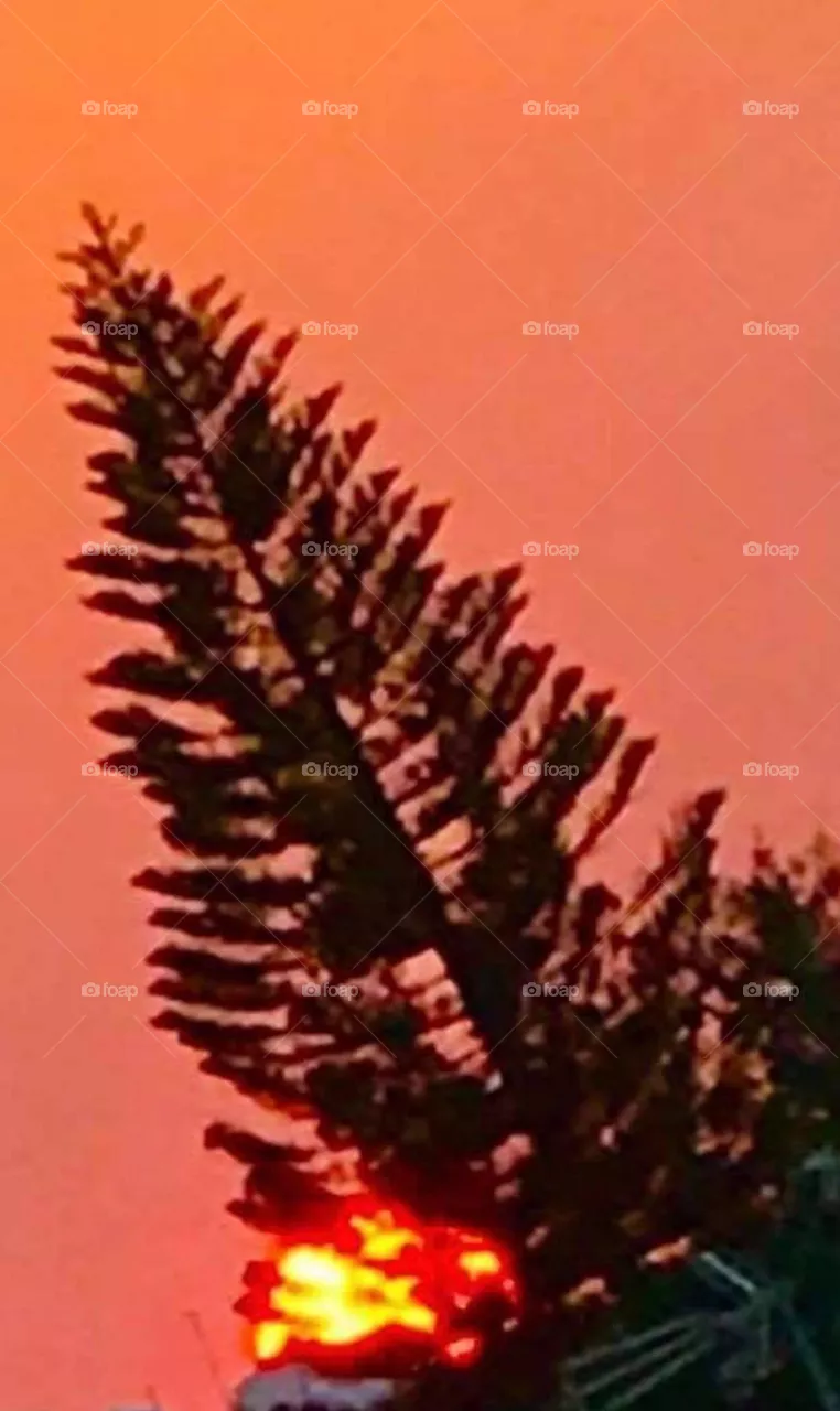 My Magnificent magic big sunset through tree - Cyprus - Nicosia 