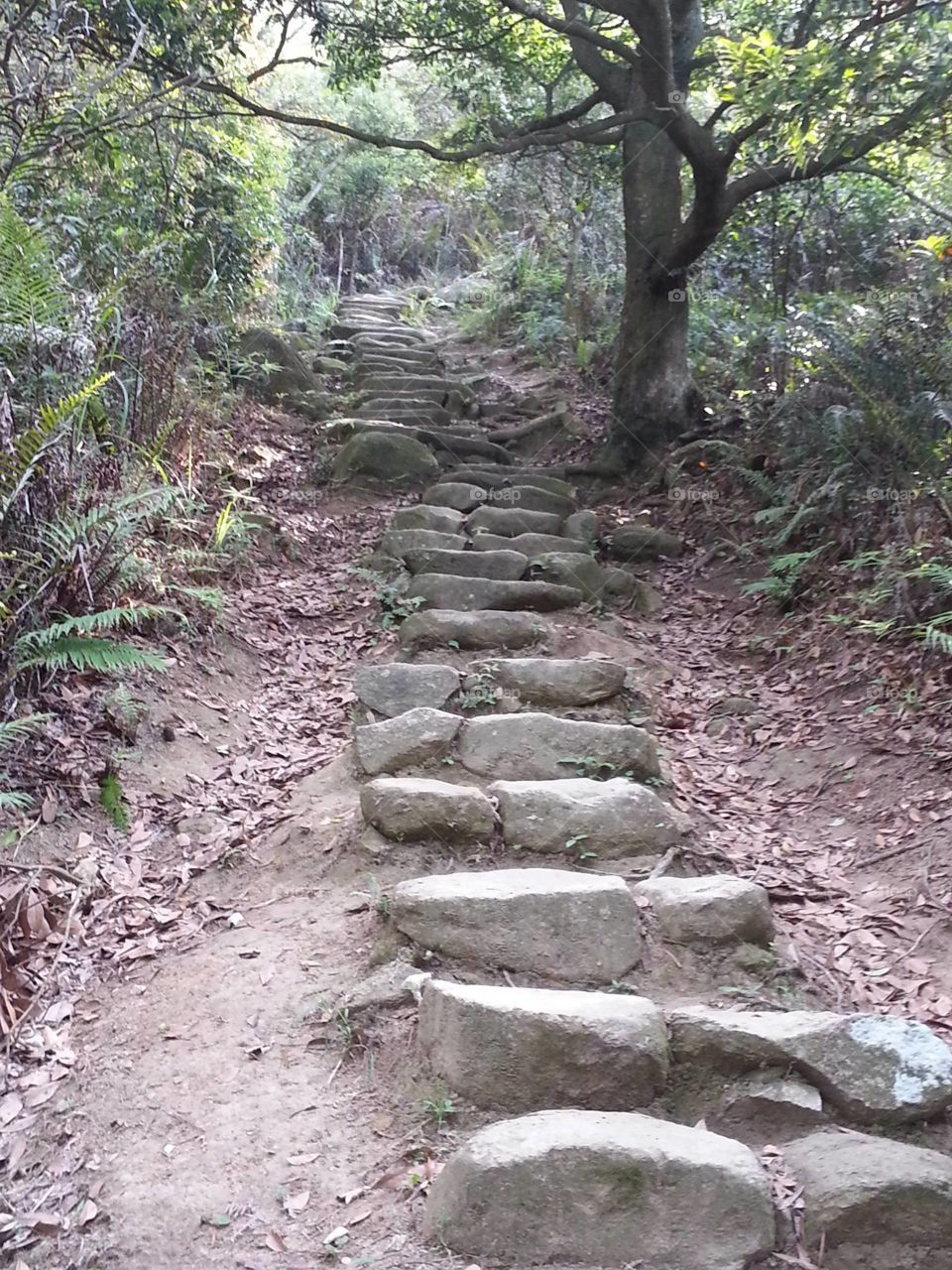 Lantau Mountain Hiking Trail Steps