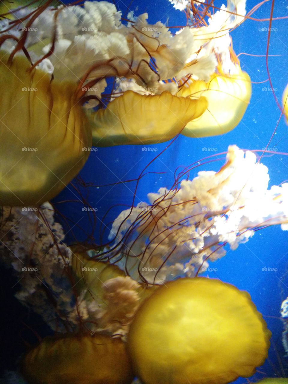 Jellyfish from Kamogawa Sea World in Japan