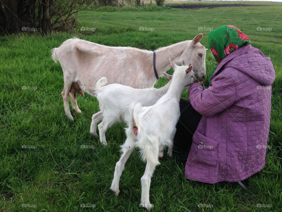 Grass, Farm, Mammal, Livestock, Field