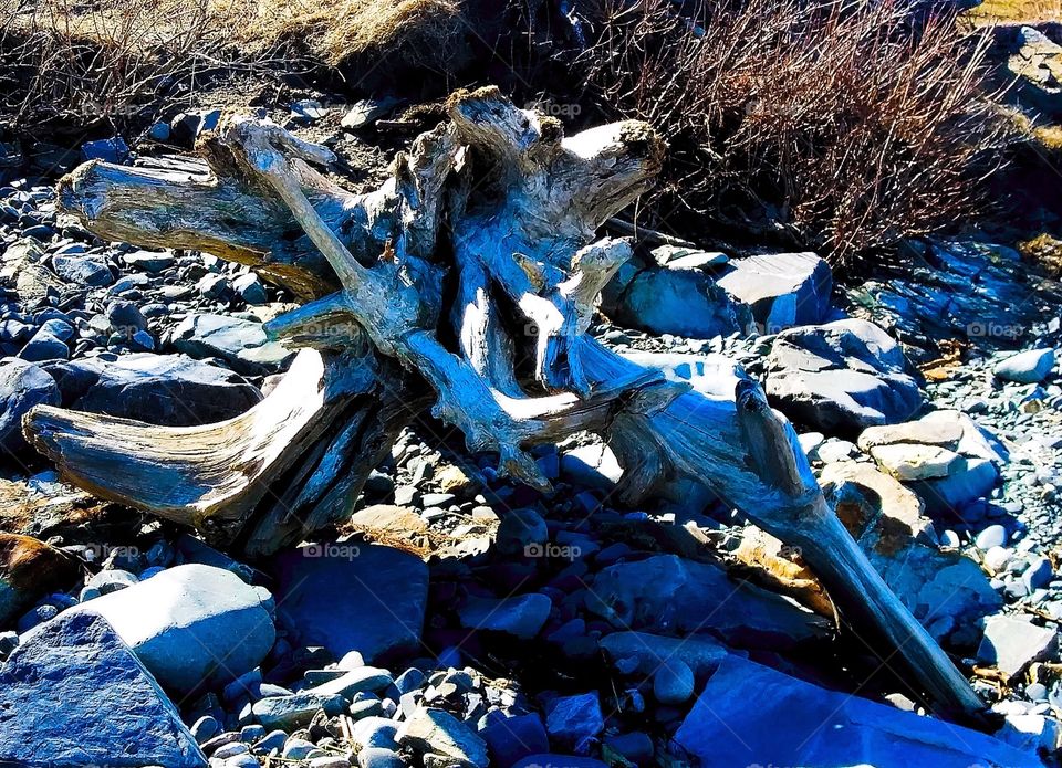 driftwood