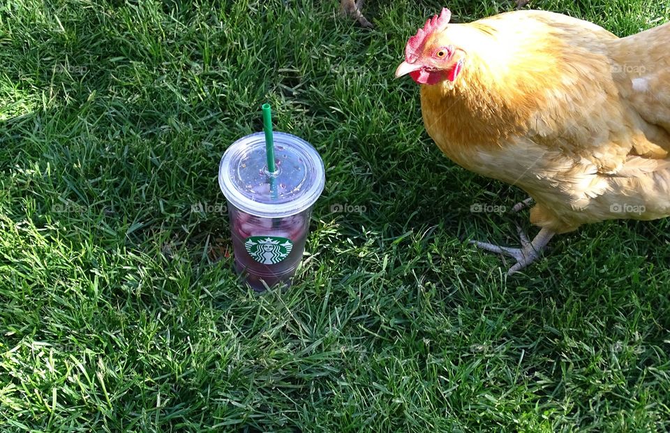 Thirsty Chicken. my Bufforpington going for a drink