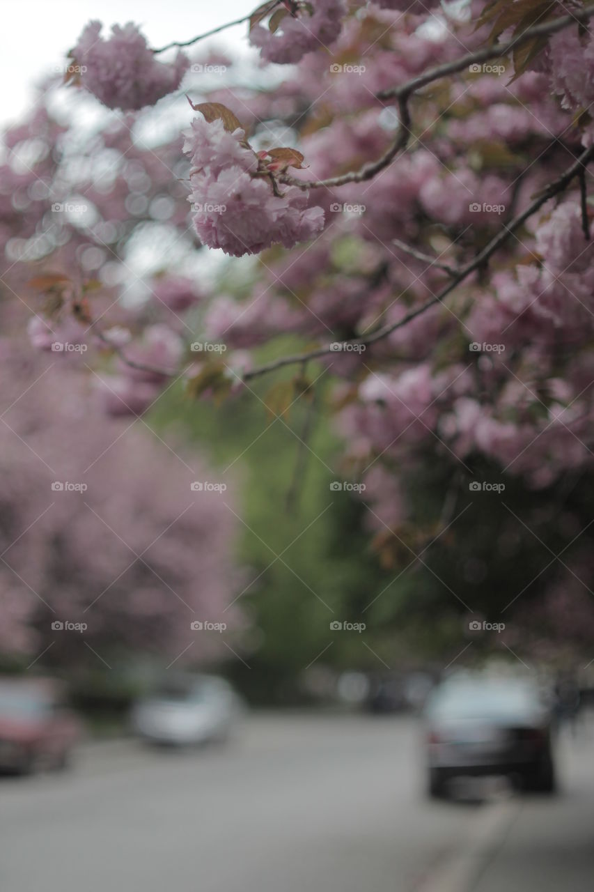 Sakura, Ukraine, Uzhhorod