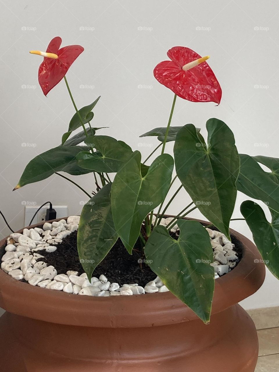 Vaso grande de cerâmica com duas flores de antúrios vermelhas rodeadas por por folhas dessa mesma planta.