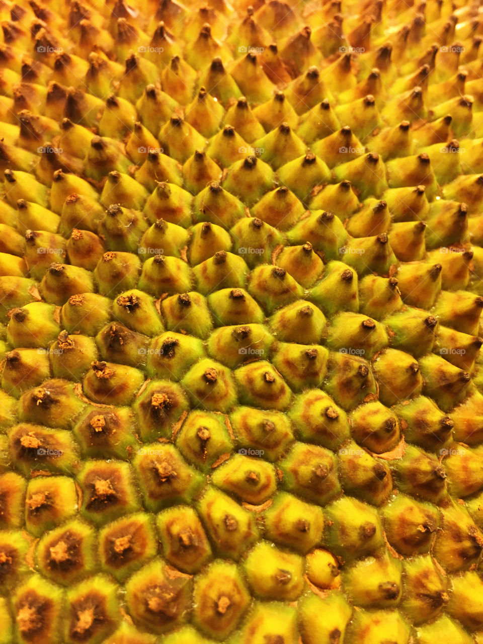 Texture of Jackfruit 