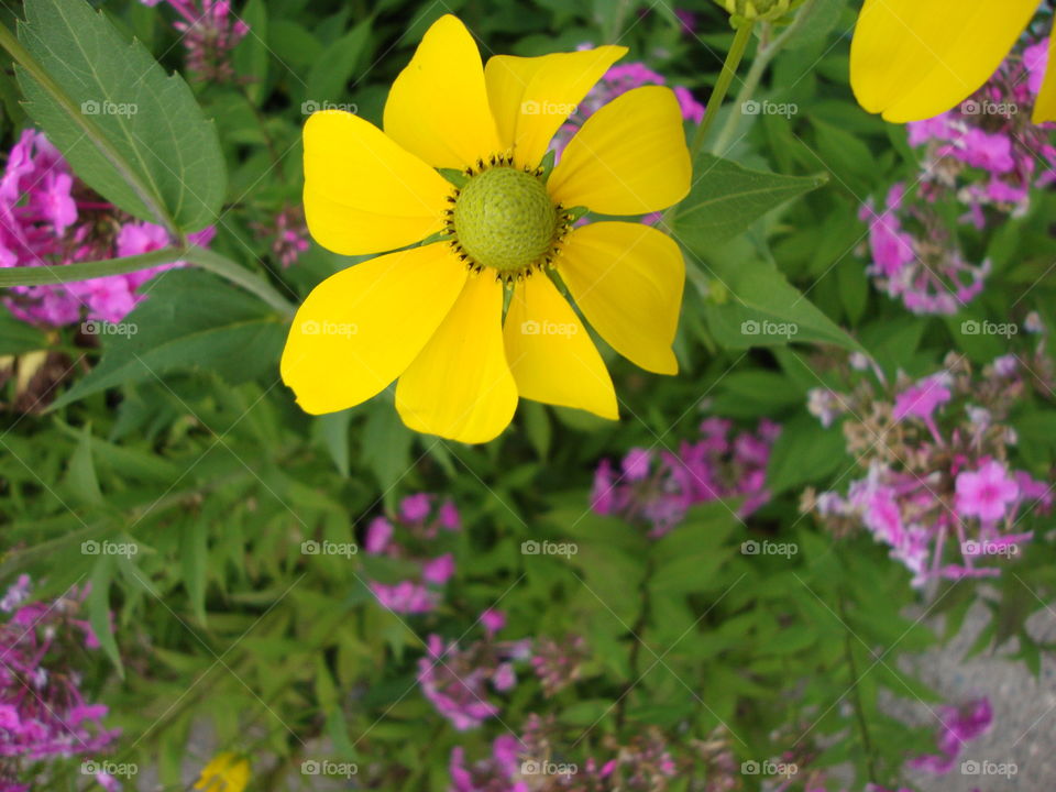 Striking yellow among the foliage