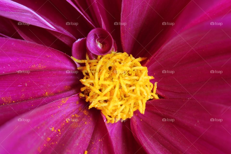 Macro photo of purple-fuchsia dahlia.