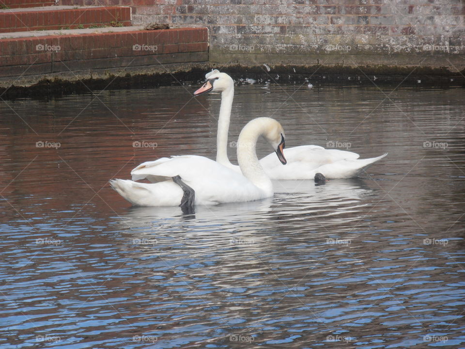 Two Swans