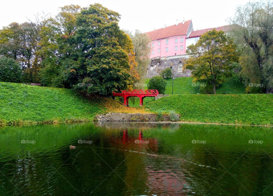 Water, Tree, River, Park, Nature