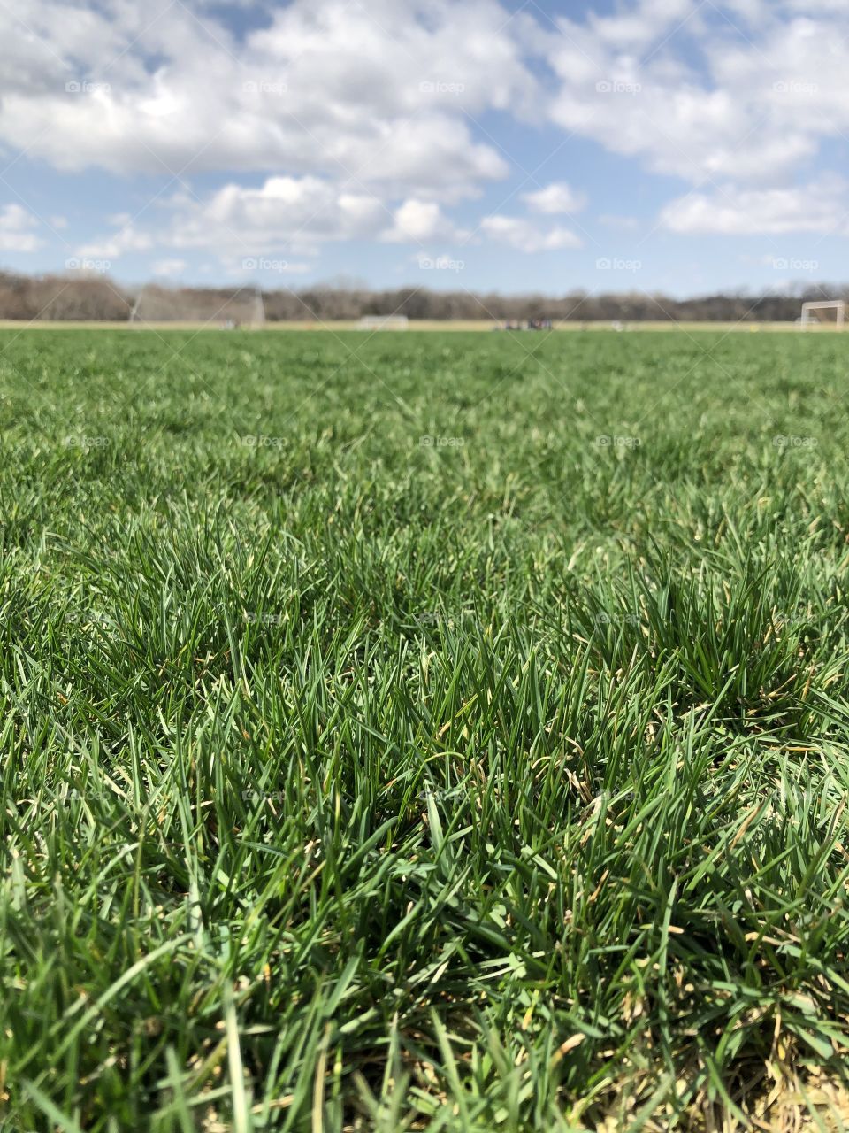 Beautiful green grass