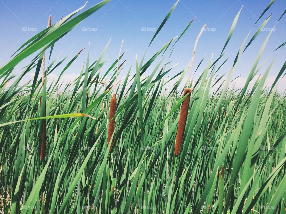 In the marsh