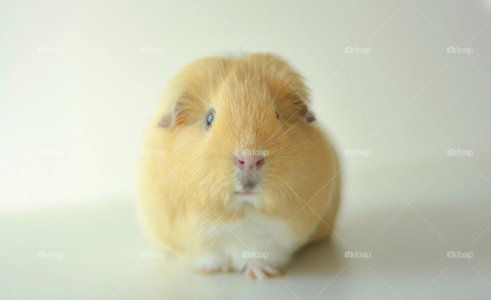 Guinea pig 