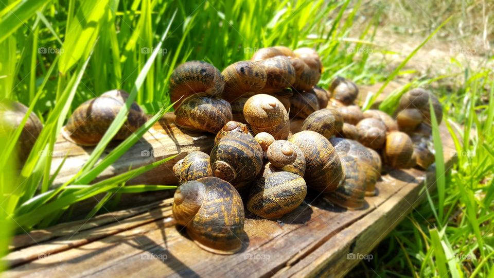 snails the life is beautiful